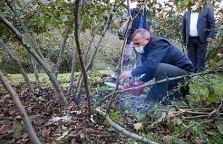 Vali fındık budaması yaptı