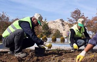 Van Büyükşehir Belediyesi 110 bin lale ve sümbül...