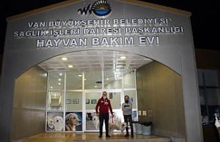 Van Büyükşehir Belediyesi bir sokak hayvanını...