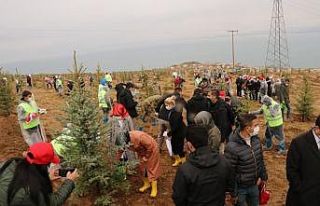 Van Valisi Bilmez: “Geçen sene dikilen ağaçların...