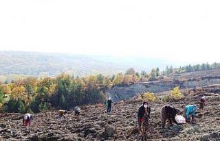 Yanan orman alanı kadın eliyle yeşerecek