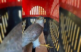 Yaralı Atmaca tedavi altına alındı