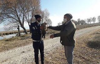 Yaralı bulunan Kızıl Şahin tedavi altına alındı