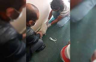 Yaralı halde bulunan yavru köpek tedavi edildi