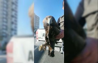 Yaralı kartal ve kızıl şahin tedavi altına alındı