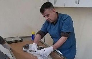 Yaralı kedinin ayağı alçıya alındı