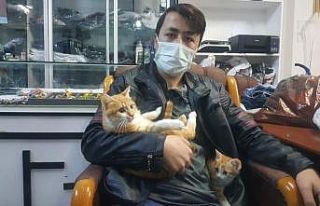 Yaralı kedinin tedavisi için dürümcüde çalıştı