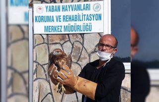 Yaralı kuşlar tedavi altına alındı