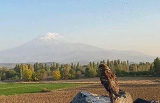 Yaralı Şahin tedavi altına alındı