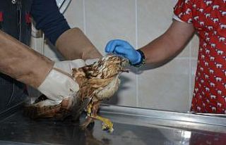 Yaralı şahin tedavisinin ardından doğaya bırakıldı