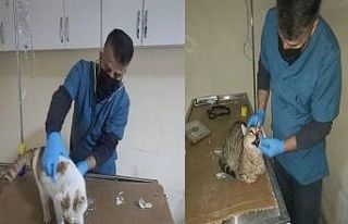 Yaralı ve hasta kediler tedavi altına alındı