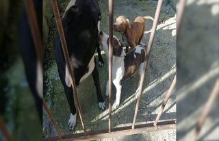 Yasak ırk köpek besleyen kişiye ceza yağdı