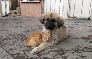 Yavru köpek ve kedinin dostluğu