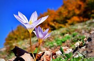 Yaylalar "güz çiğdemleri" ile rengarenk...