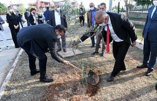 Yenişehir’deki okullarda bin adet zeytin fidanı...