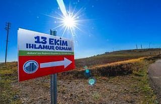 Yeşil Altındağ
