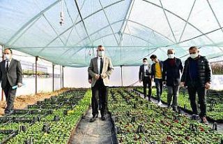 Yeşilyurt Belediye, kendi çiçeğini üretiyor
