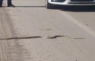 Yılanın ezilmemesi için trafiği durdurdu