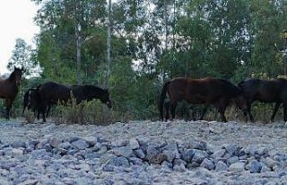 Yılkı atları İzmir’e indi