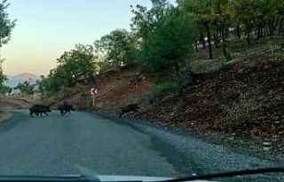 Yoldan geçen domuz sürüsü görüntülendi