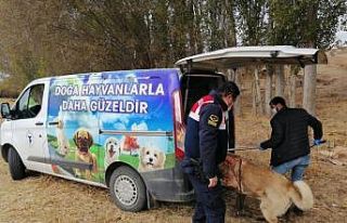 Yozgat’ta bahisle köpek dövüştüren 8 kişi...