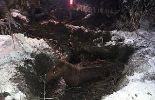 Yüksekova’da çamura saplanan at kurtarıldı