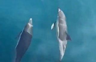 Yunusların tekneyle yarışı kamerada