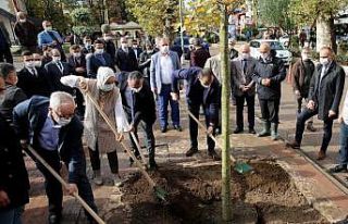 Yürüyüş yolunda 22 Çınar toprakla buluştu