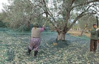 Zeytin hasadında erkek sırıkçı bulunamayınca...