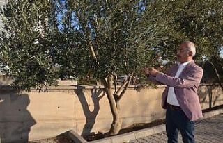 Zeytin ve yaprağı Anadolu’da halk tıbbında asırlardır...