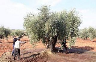 Zeytinin dalından sofraya zorlu yolculuğu