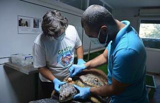 Zıpkınla vurulan deniz kaplumbağası tedavi altına...