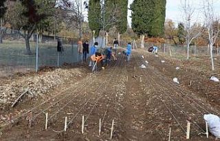 10 bin adet lale soğanı toprakla buluştu