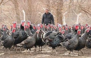10 tane hindiyle başladı, sürü sahibi oldu, yılbaşını...