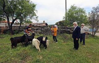 140 kadın üreticiye 420 kıl keçisi dağıtıldı