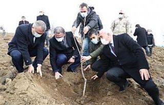 1 milyon ceviz fidanı toprakla buluşacak