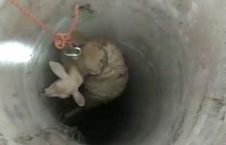 30 metrelik kuyuya düşen koyun kurtarıldı