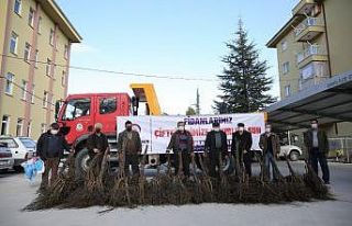 3 yılda 340 bin ceviz fidanı toprakla buluşacak