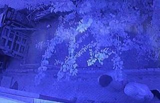 40 bin TL’lik dövüş horozunu böyle çaldılar