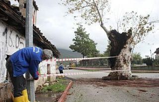 500 yılık çınar ağacı, kuvvetli yağışa dayanamadı