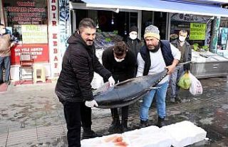 75 kilogramlık orkinos balığını 3 kişi zor kaldırdı