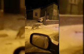 Aç kalan kurtlar Sarıkamış’a indi
