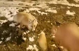 Aç kalan tilkiyi eliyle besledi