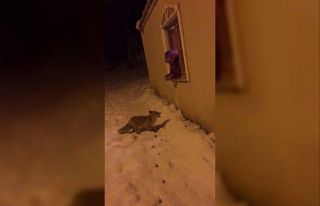Aç kalan yavru tilkileri elleriyle besledi
