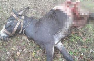 Aç kurtlar eşeği parçalayarak telef etti