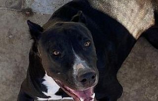 Adana’da tehlikeli köpek operasyonu