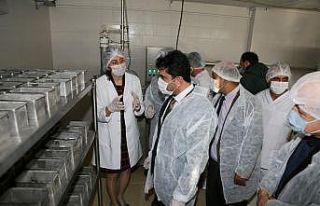 ADÜ Ziraat Fakültesi Kaşar Peyniri Üretim Tesisi...