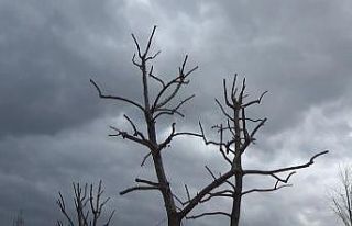 Ağaçlarda budama işlemi devam ediyor
