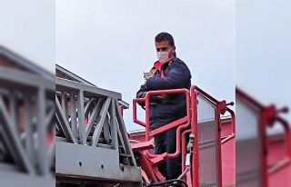 Ağaçta mahsur kalan kediyi itfaiye kurtardı