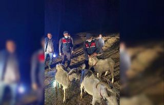 Ağıldan kaçan küçükbaşları jandarma buldu
